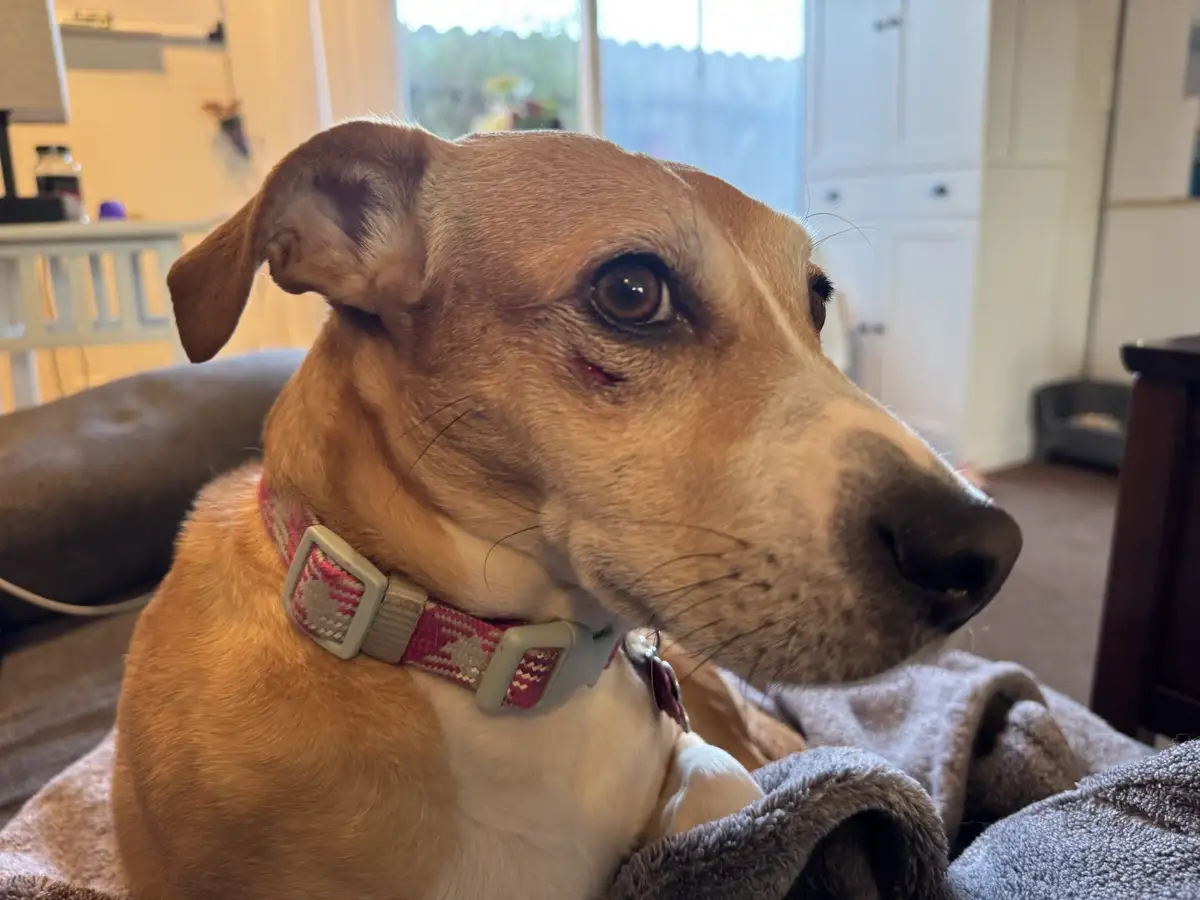 A close-up photo of a tan and white dog with a small red scratch near its left eye, wearing a pink and grey patterned…