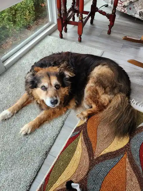 A fluffy brown and black dog lies curled up on a grey rug next to a colorful patterned rug, looking directly at the camera…