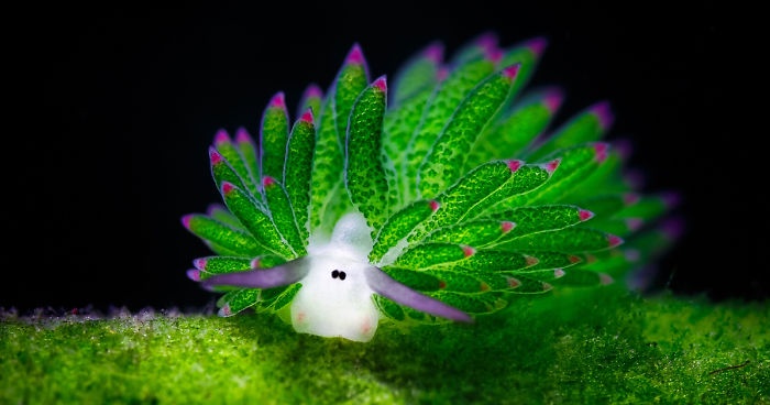 A vibrant green sea slug with translucent, leaf-like appendages tipped in purple rests on a green surface against a black…