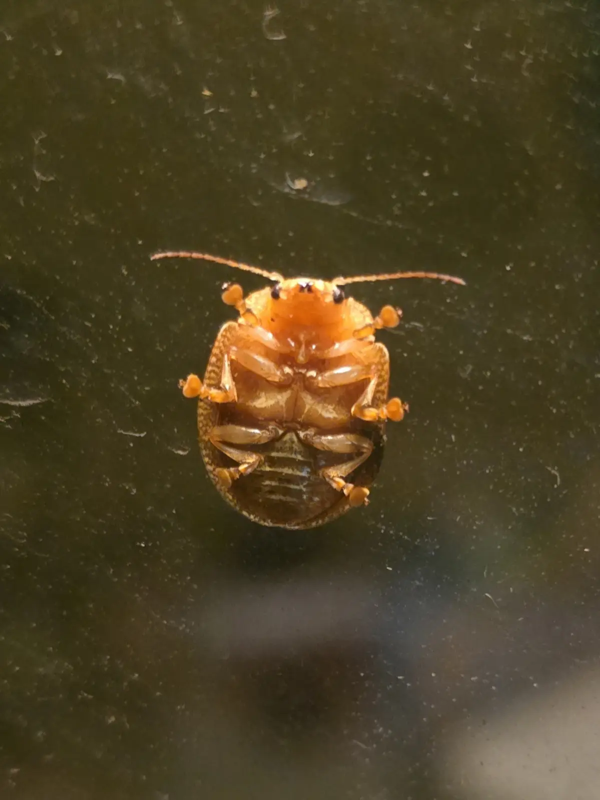 A close-up photo shows a small, orange-brown beetle lying on its back on a dark, slightly dusty surface, its legs and…