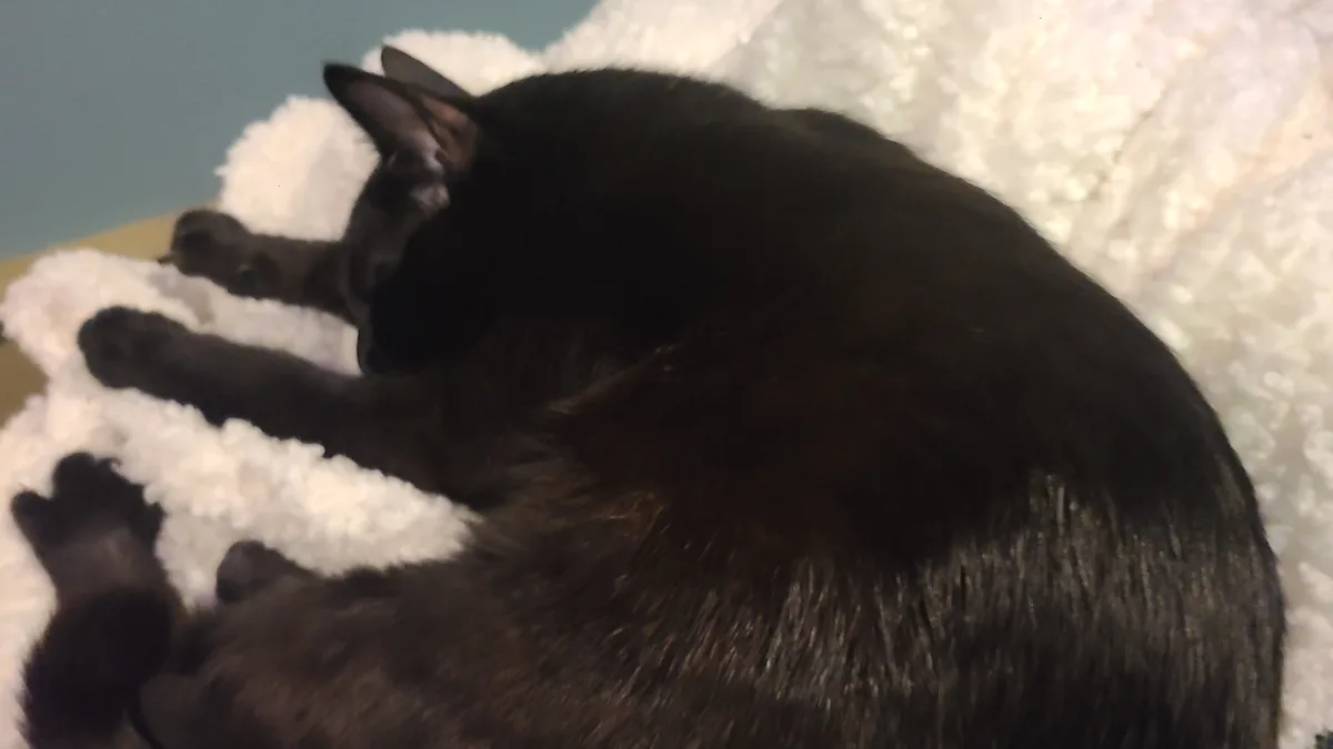 A black cat is curled up and sleeping on a fluffy white blanket, with its paws visible and eyes closed. The overlaid text…