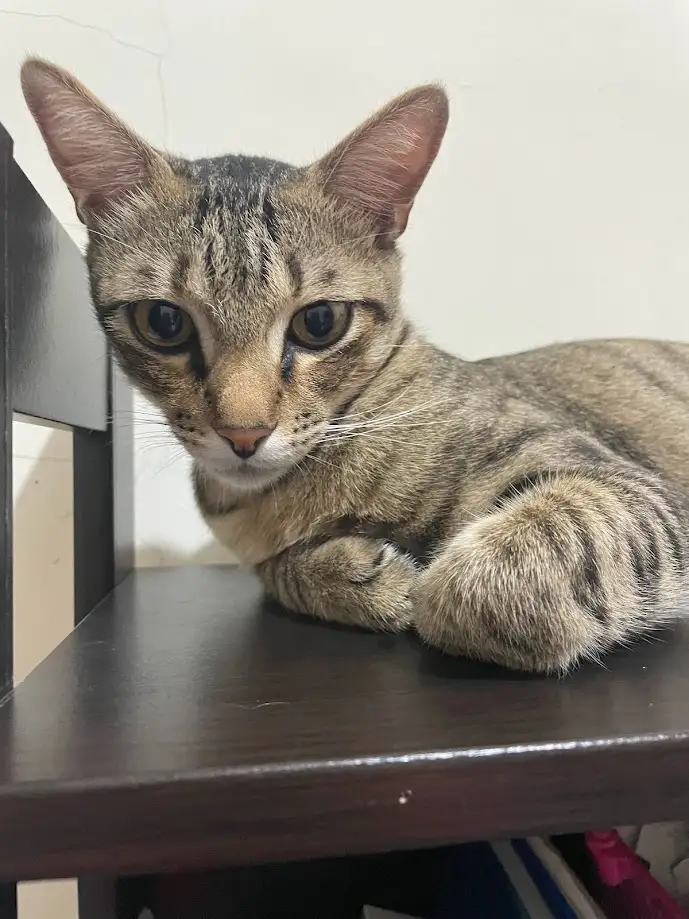 A tabby cat with dark stripes and wide, intense eyes is lying on a dark wooden shelf, looking directly at the camera with a…