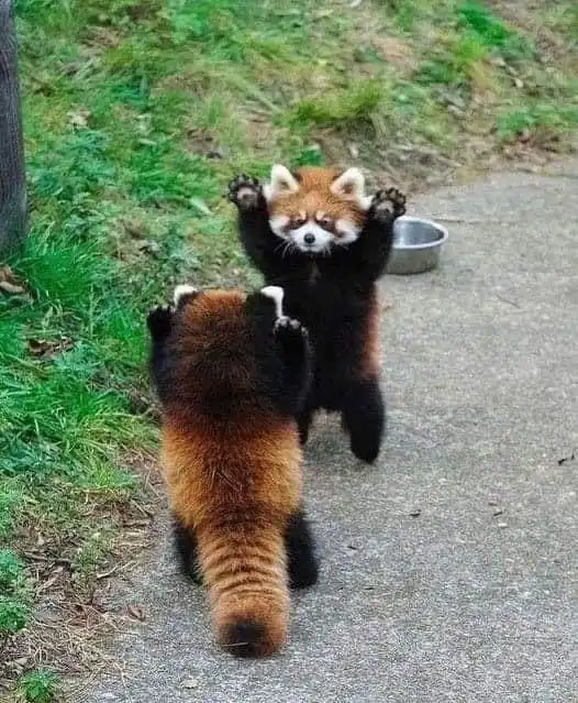 Two red pandas are on a paved path next to grass. One is facing the camera with both paws raised in a gesture resembling…
