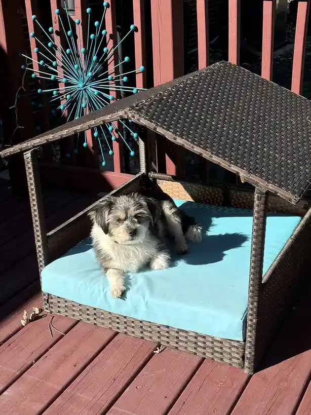A small, fluffy dog with black, white, and tan fur lies on a light blue cushion inside a brown wicker doghouse on a wooden…