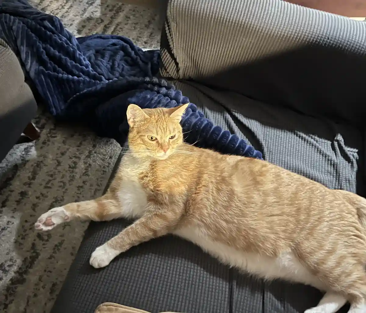 An orange and white tabby cat is stretched out lazily on a dark gray couch, looking directly at the camera with a sleepy…