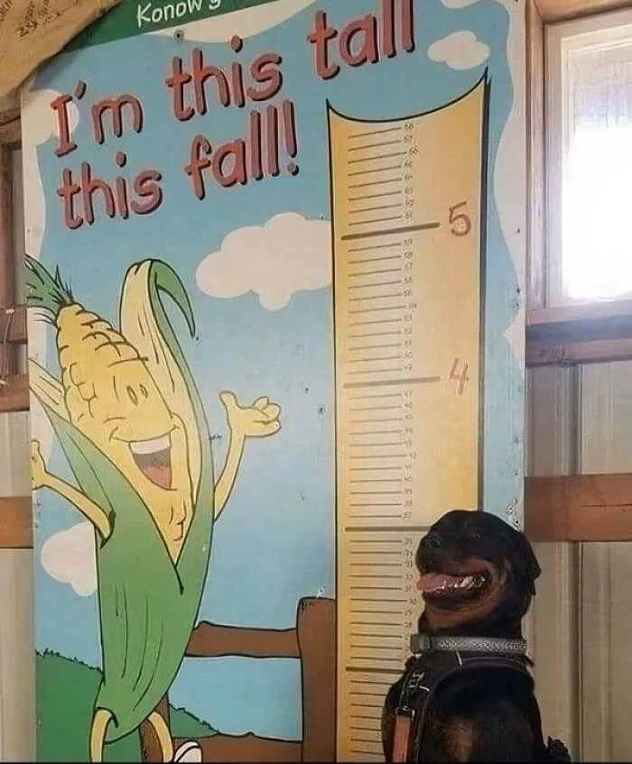 A black Rottweiler dog stands beside a colorful, cartoon-style corn-themed height chart labeled 'I'm this tall this fall!'…