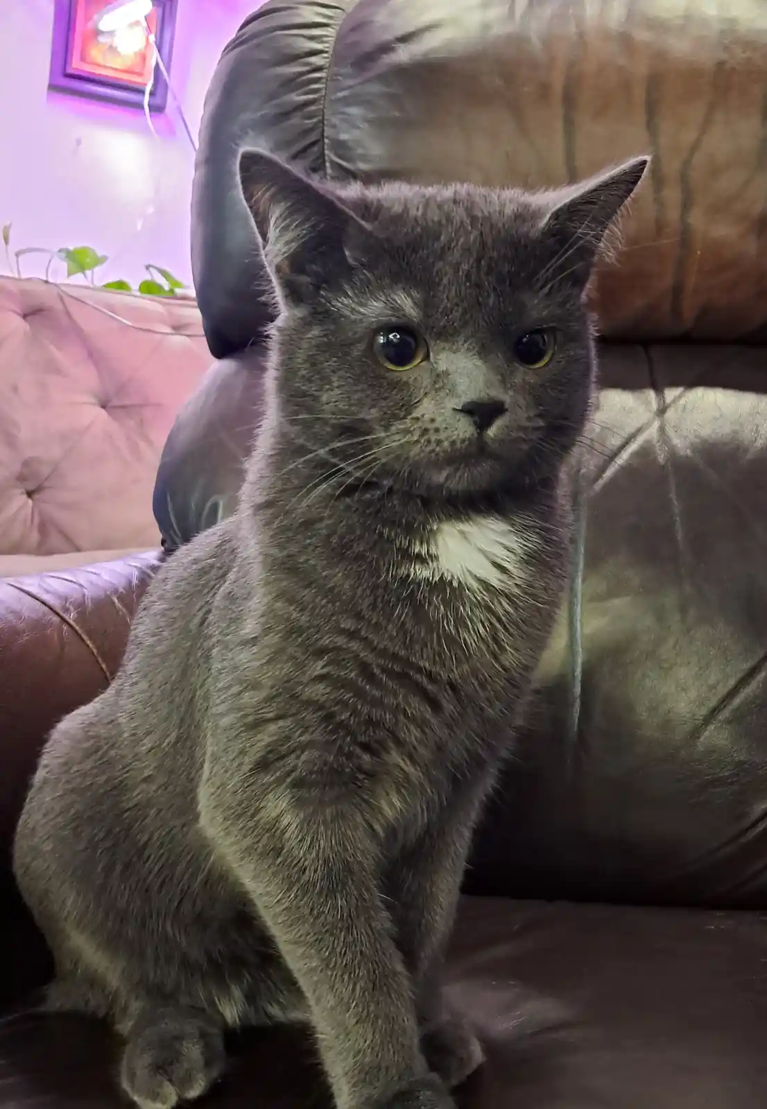 A gray cat with a white chest sits upright on a brown leather couch, looking directly at the camera with wide, unblinking…