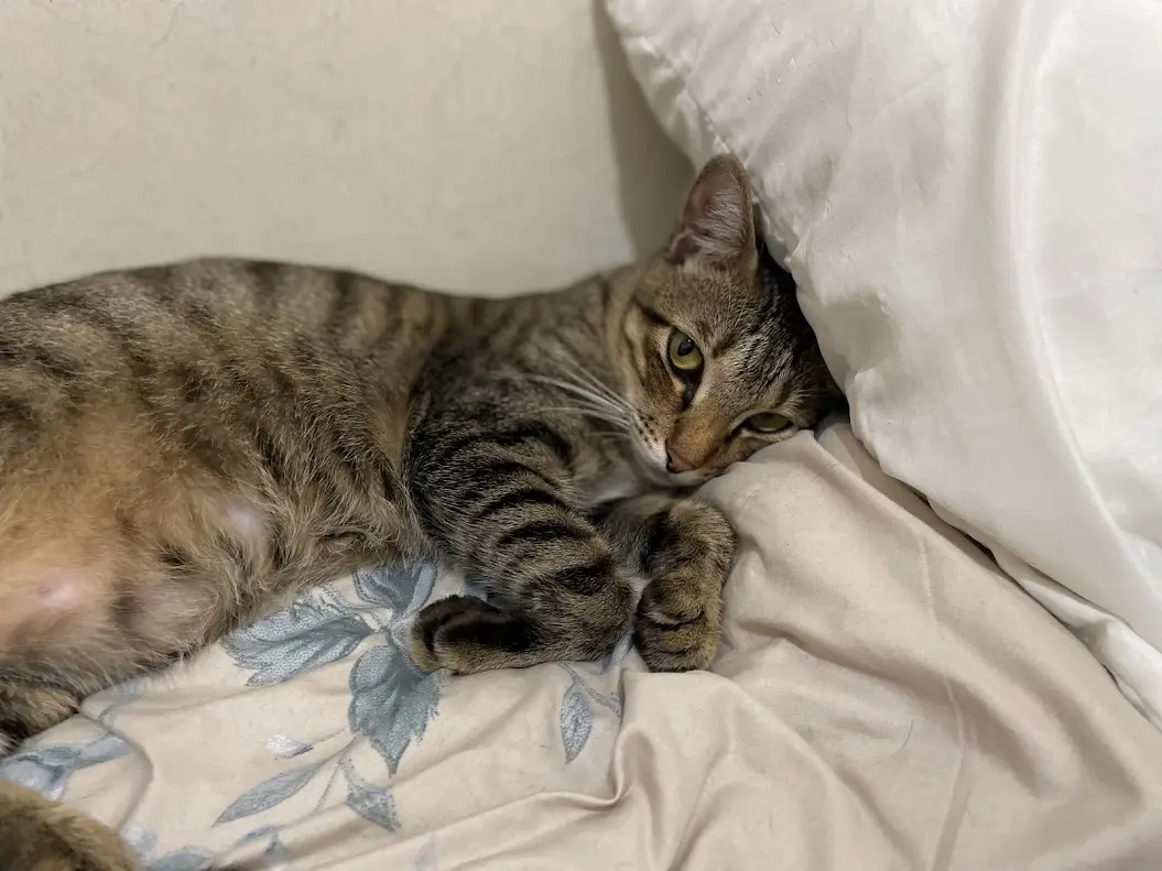 A tabby cat lies curled on a floral-patterned bedsheet, partially tucked into a white pillow, with a sleepy, half-lidded…
