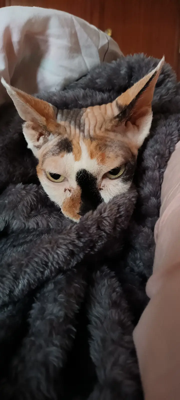 A close-up of a hairless cat, likely a Sphynx, with calico markings and large ears, wrapped snugly in a dark gray fluffy…