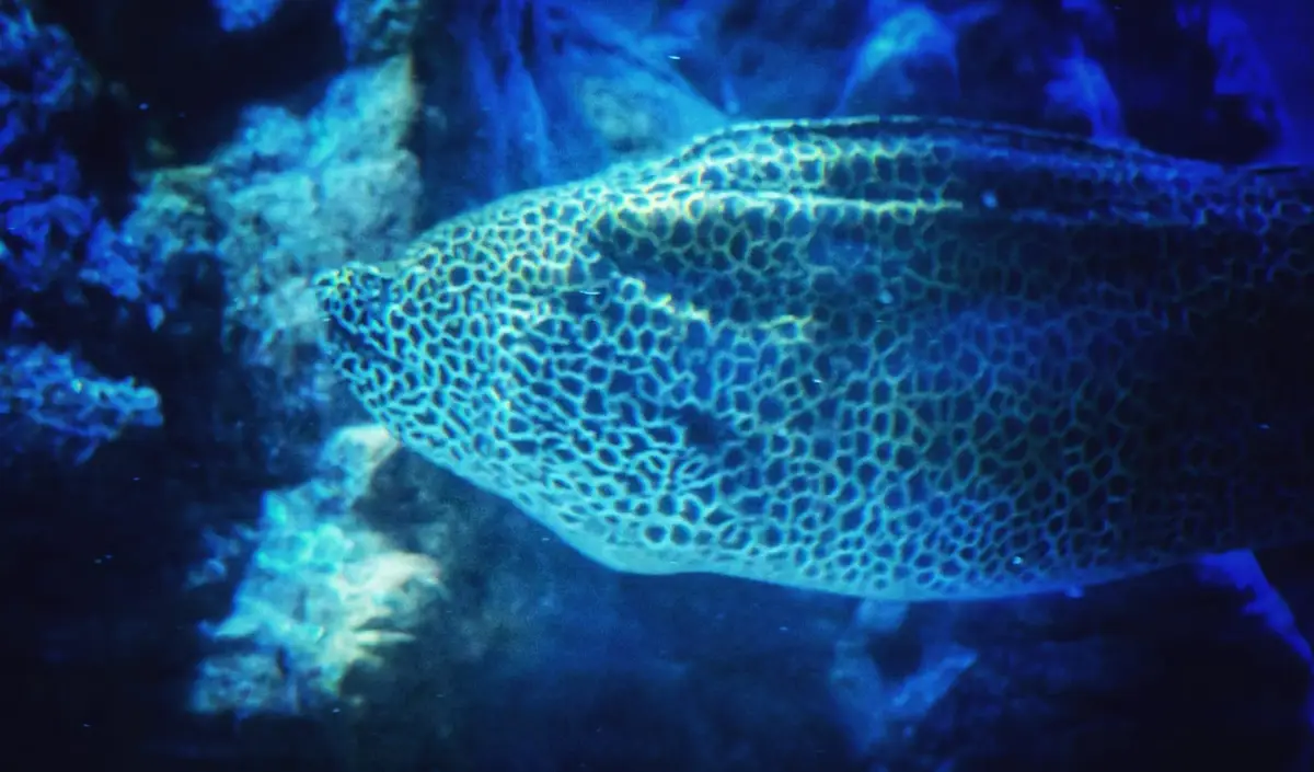 The Fascinating World of Eels