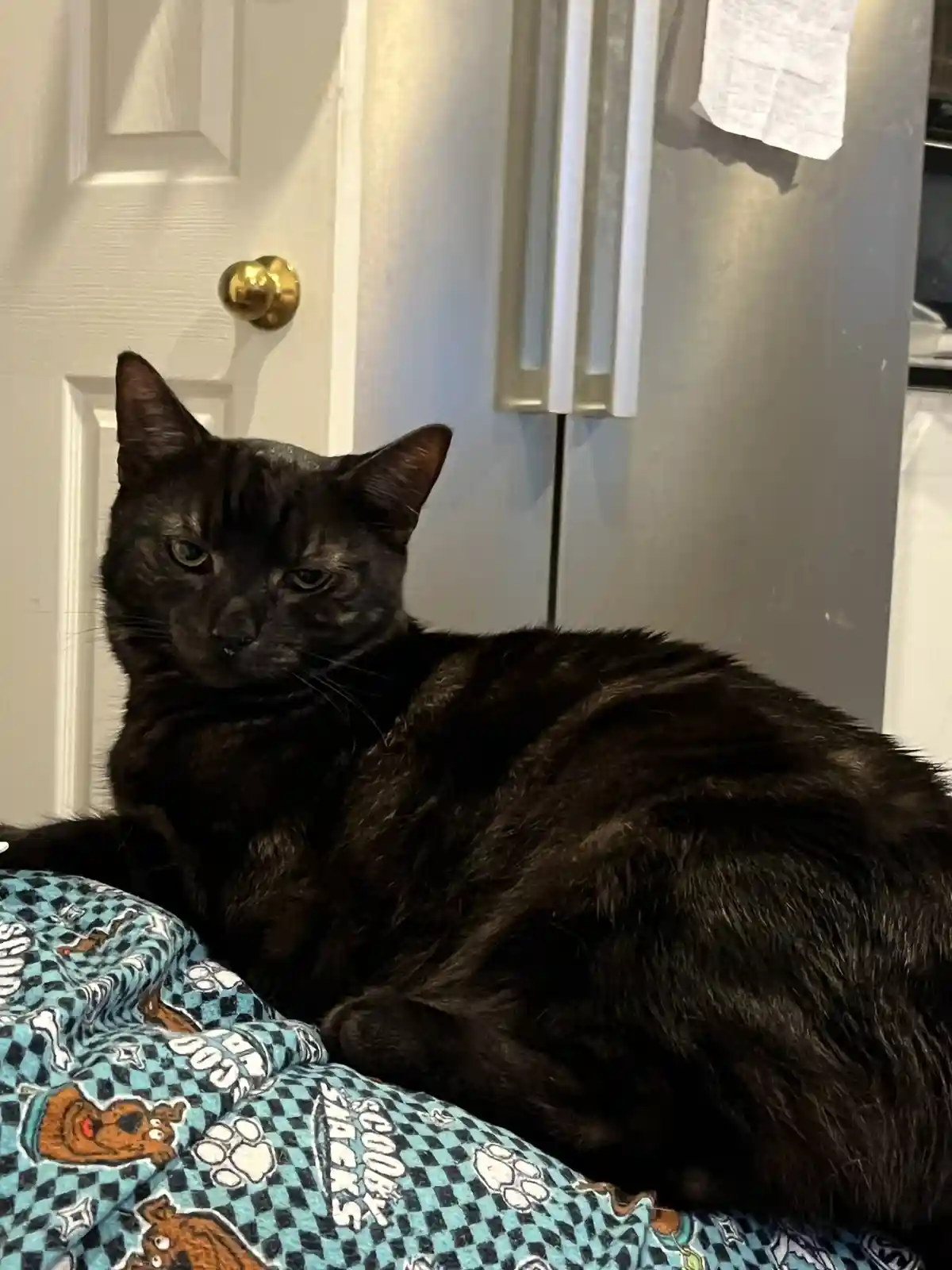 A black cat with green eyes sits on a blue and black checkered blanket featuring Scooby-Doo and paw prints, looking…