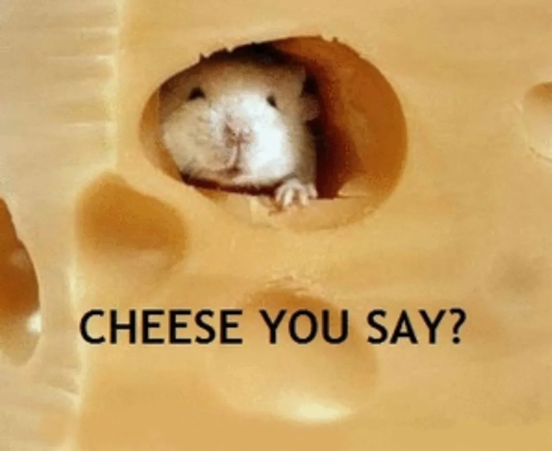 A small white mouse peeks out from a hole in a block of Swiss cheese, looking surprised. The text overlaid on the image…