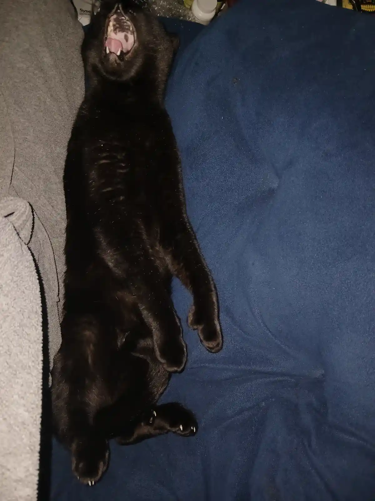 Sleepy Demon: The Adorable Yawning Monkey