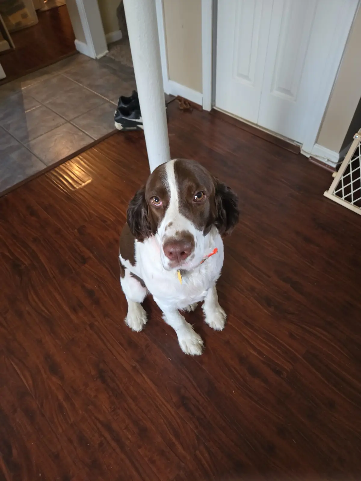 A brown and white dog with floppy ears sits on a dark wood floor looking up with wide, pleading eyes. The dog wears a collar…