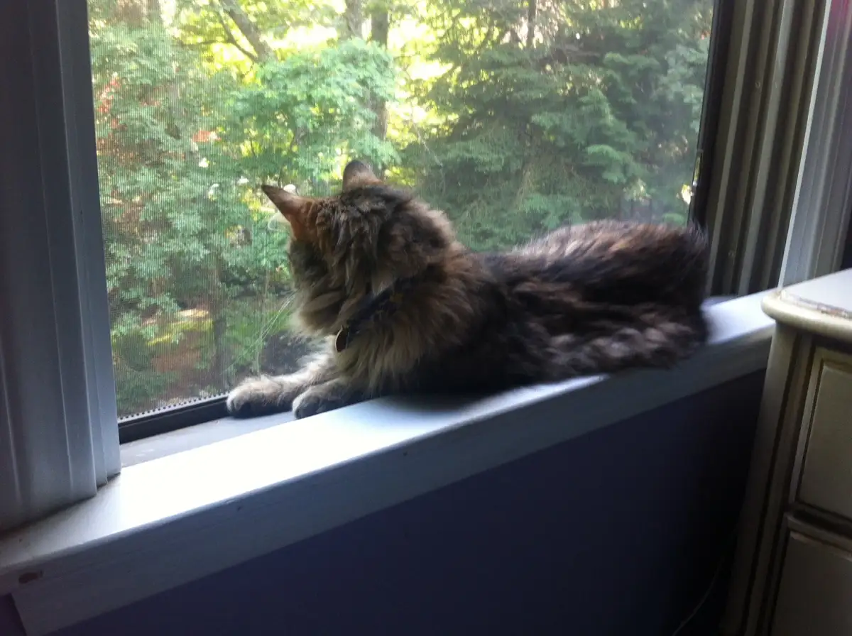A fluffy, long-haired cat with a collar is lying on a white windowsill, gazing out at green trees through a screen window…