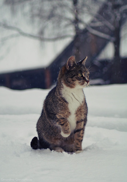 A tabby cat with a white chest sits upright in deep snow, looking off to the side with a calm expression. Snowflakes are…