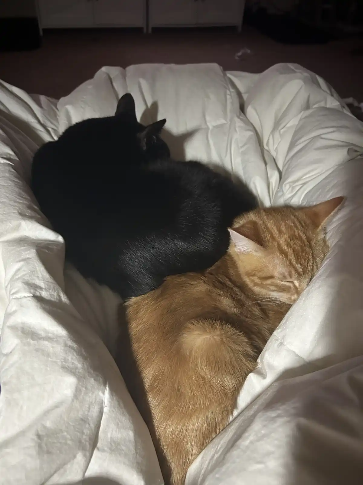 Two cats, one black and one orange, are curled up sleeping together on a white comforter. The black cat is positioned on top…
