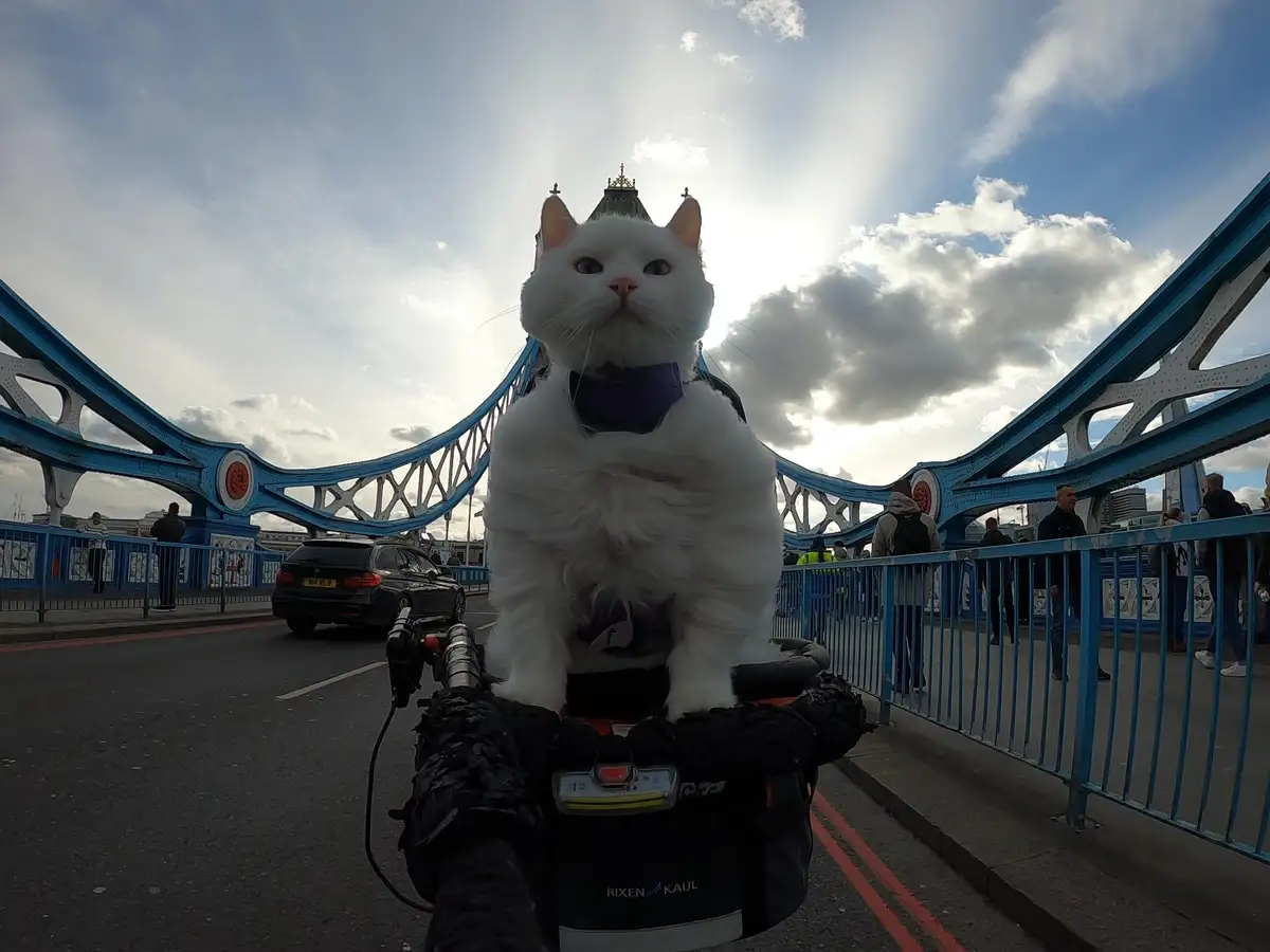A fluffy white cat wearing a purple harness sits atop a bicycle's handlebars on Tower Bridge in London, looking directly at…