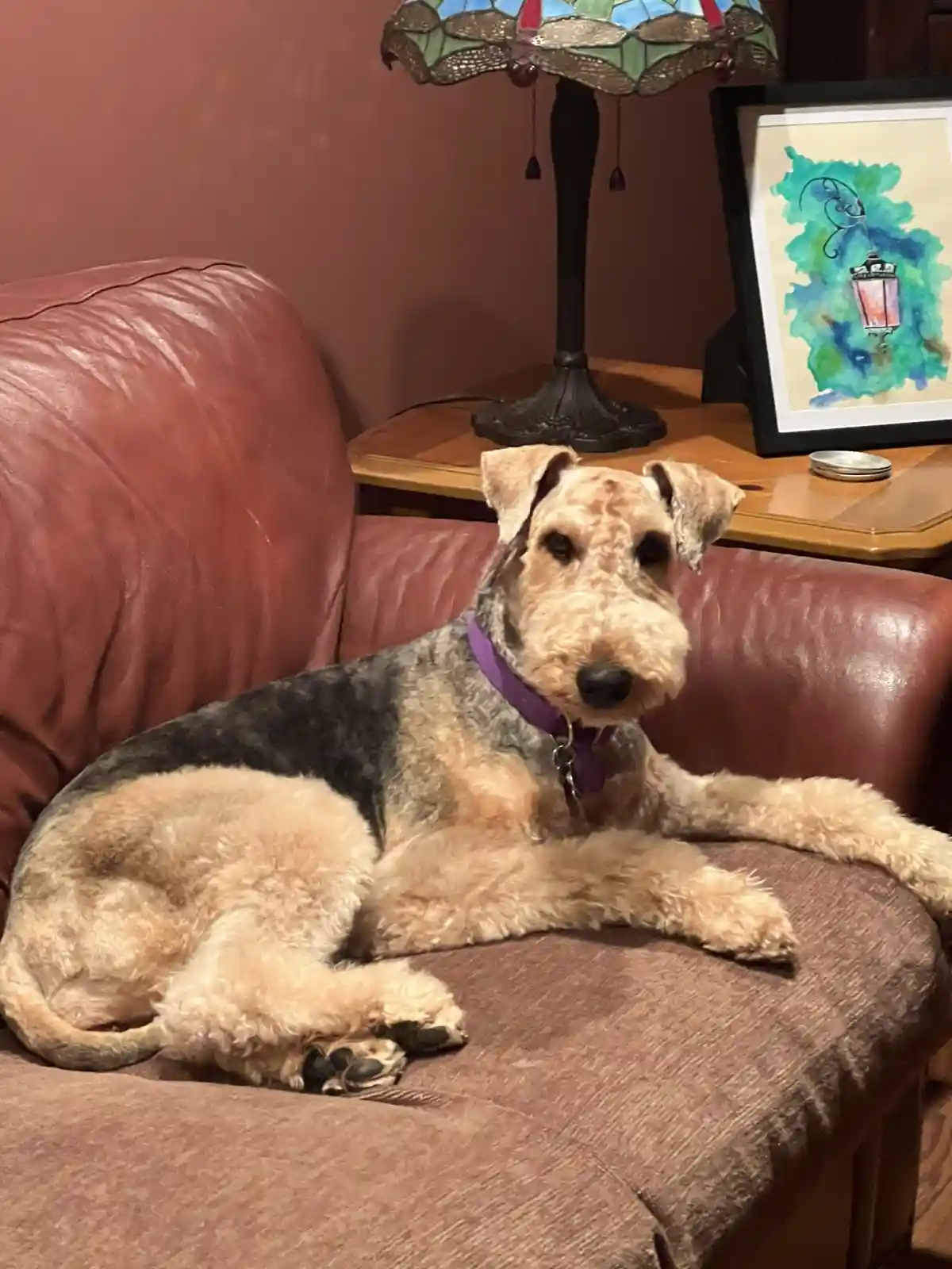 An Airedale Terrier with a purple collar is lounging comfortably on a brown leather couch, looking directly at the camera…