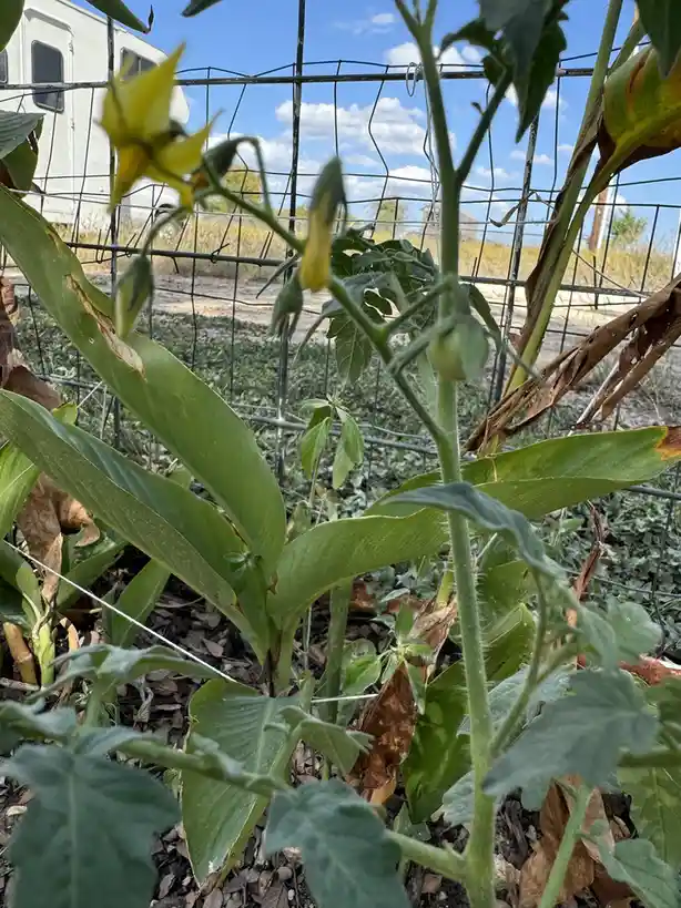 A close-up photo of a tomato plant with yellow flowers and small green fruit buds growing in a garden, with a wire fence and…