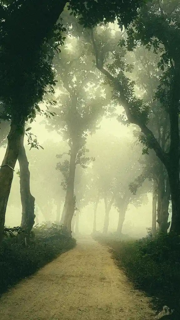 Lost in the Fog