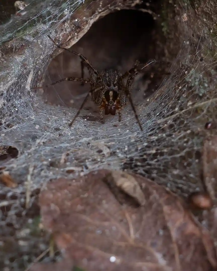 A close-up photo shows a dark brown spider with hairy legs positioned at the entrance of a burrow, surrounded by a dense…