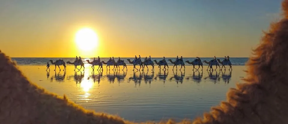A serene beach scene at sunset with a line of camels and riders walking on wet sand, their silhouettes reflected in the…