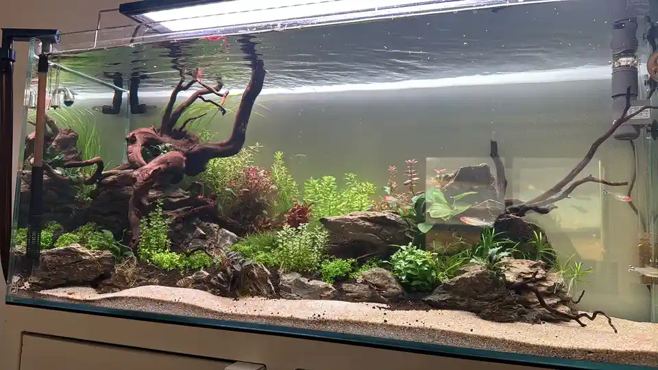 A large, well-lit aquarium filled with lush green plants, decorative driftwood, and rocks, with small fish swimming in the…