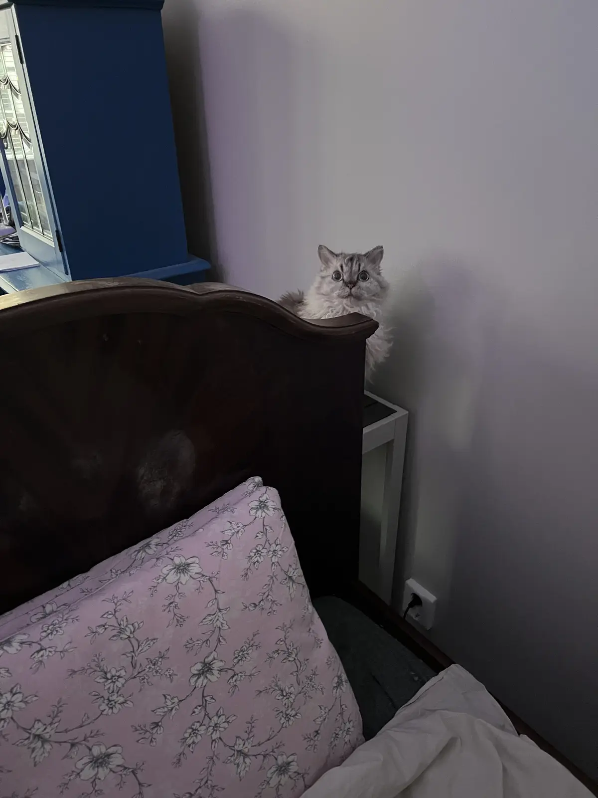 A fluffy, light-gray cat with wide, startled eyes peers over the top of a dark wooden bed headboard, appearing frightened…