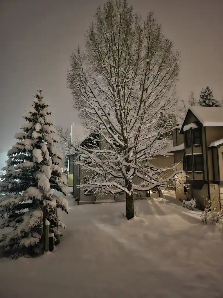 A snowy night scene shows a bare tree and a snow-covered evergreen tree in front of houses. The bare tree's branches are…