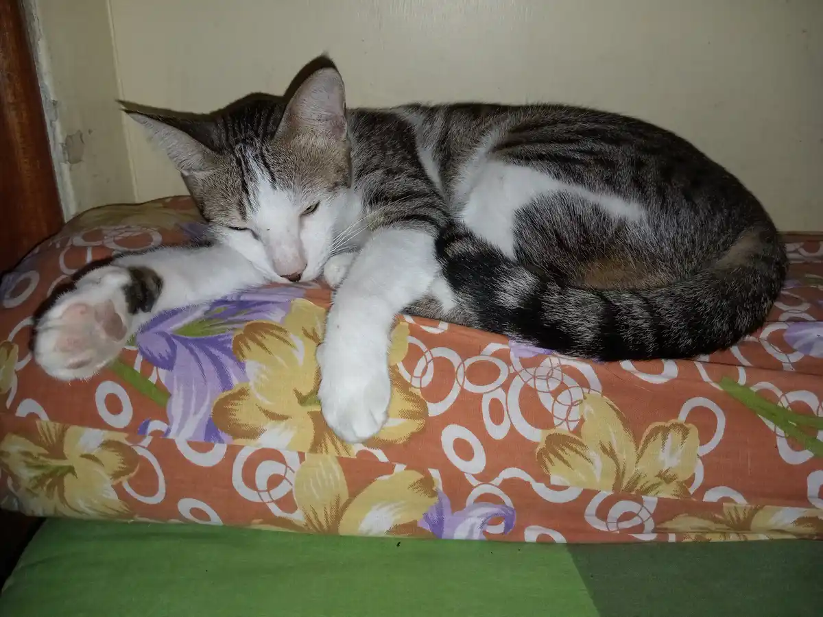 A gray and white tabby cat is curled up and sleeping soundly on a floral-patterned cushion with orange, purple, and yellow…