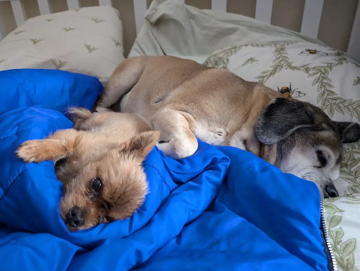 The Adventures of Taz and Lily