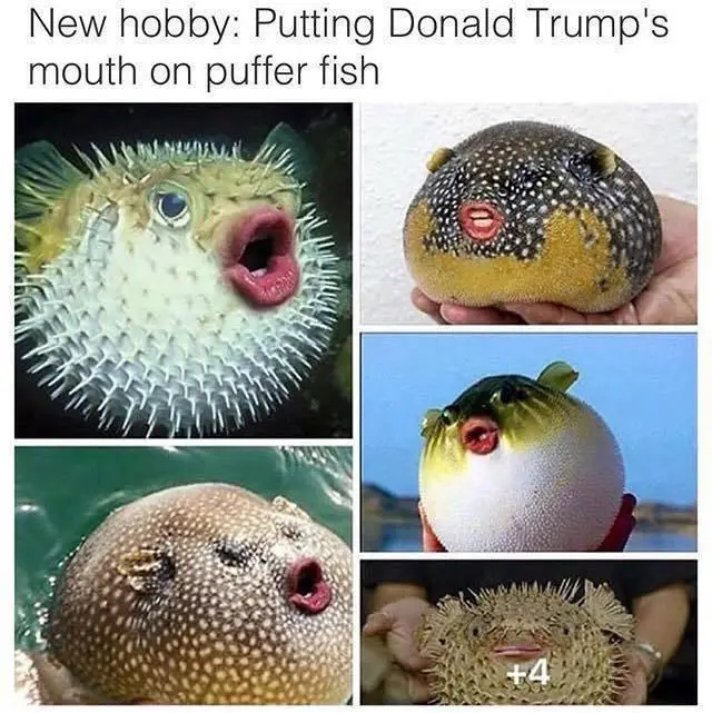 A four-panel image collage shows puffer fish with digitally superimposed mouths resembling Donald Trump's. The top-left…