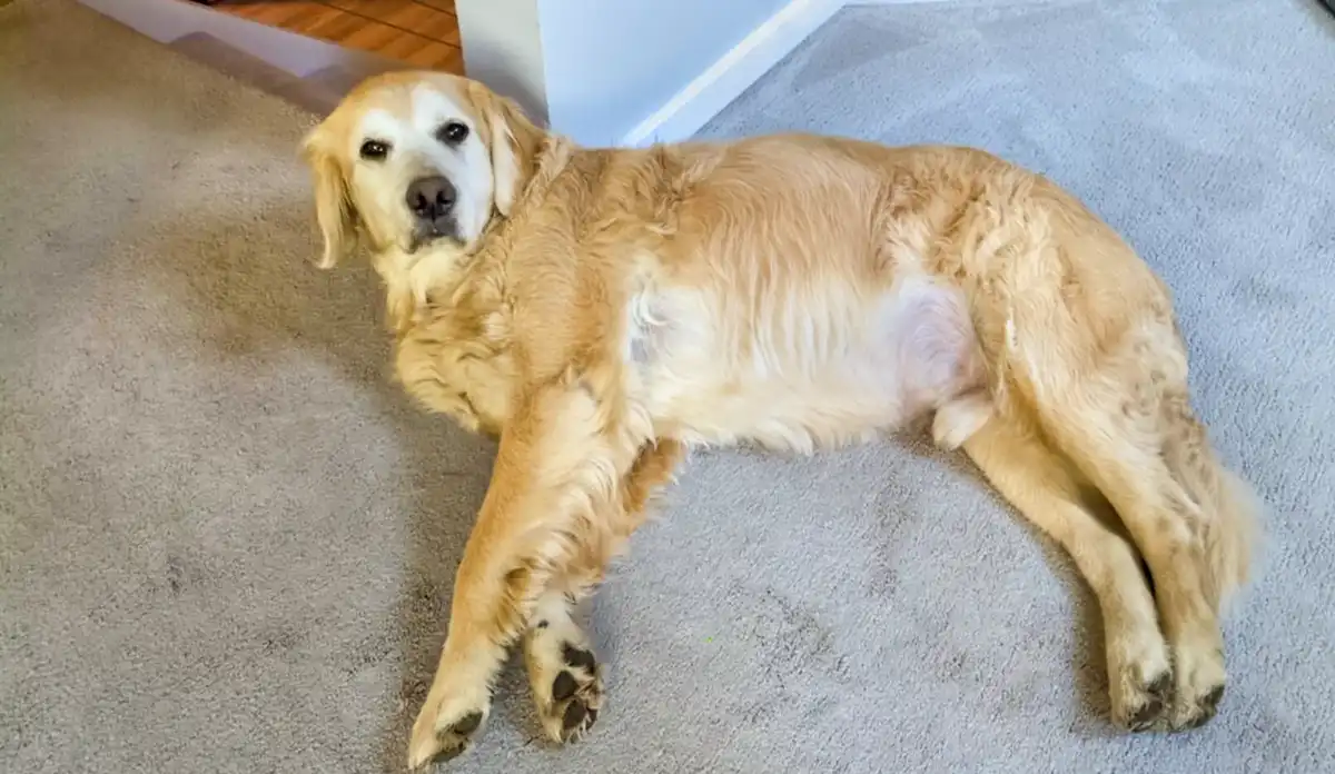A golden retriever lies sprawled on a gray carpet, looking up with a relaxed, slightly guilty expression. The dog's body is…