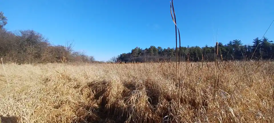A wide-angle photo shows a field of dry, golden-brown reeds and grasses under a clear blue sky, with bare deciduous trees…