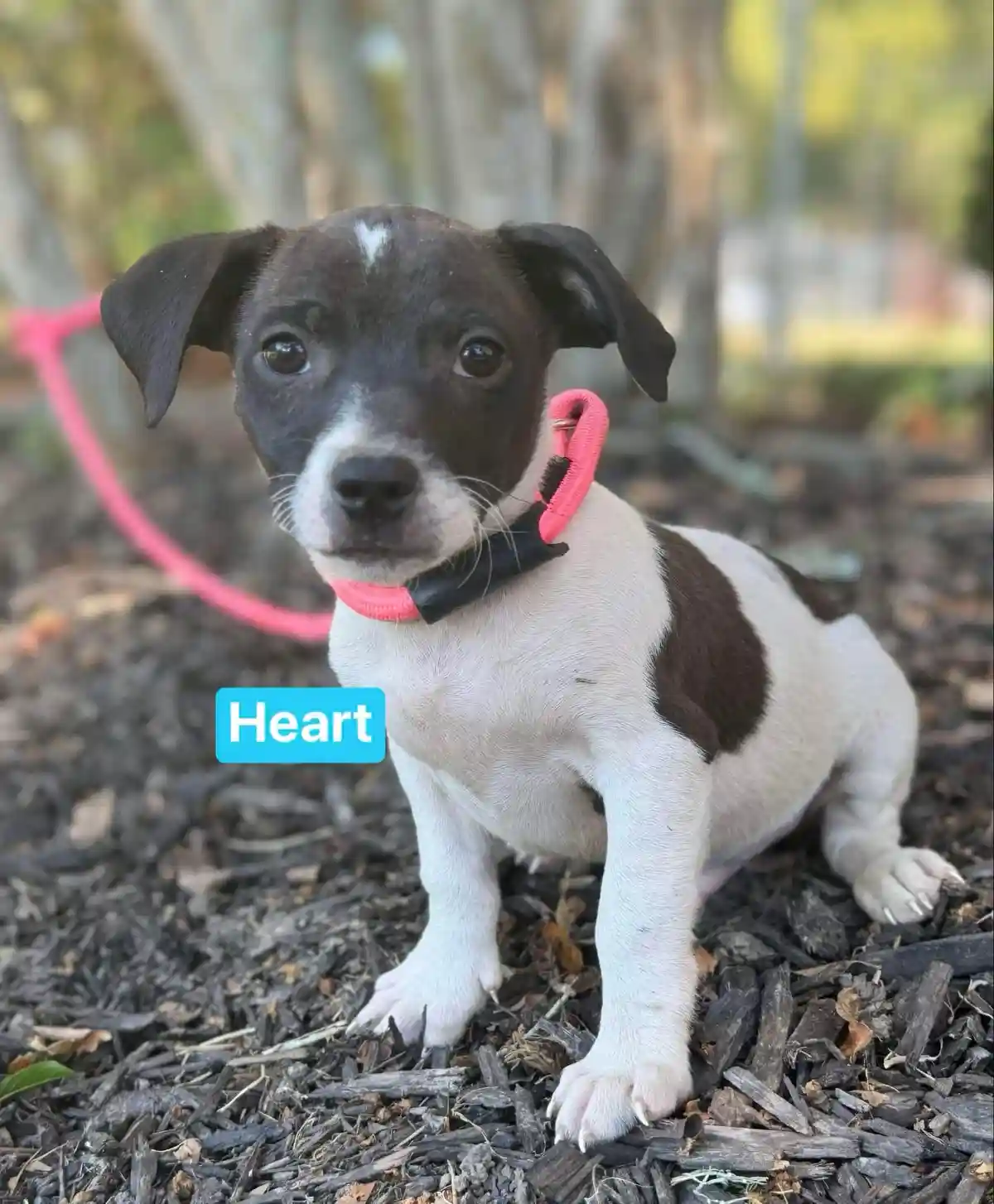 A black and white puppy with floppy ears and a pink collar sits on dark wood chips outdoors, looking directly at the camera…
