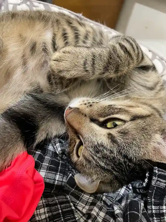 A tabby cat lies on its back on a plaid surface, one paw raised near its face, looking upward with wide, slightly…