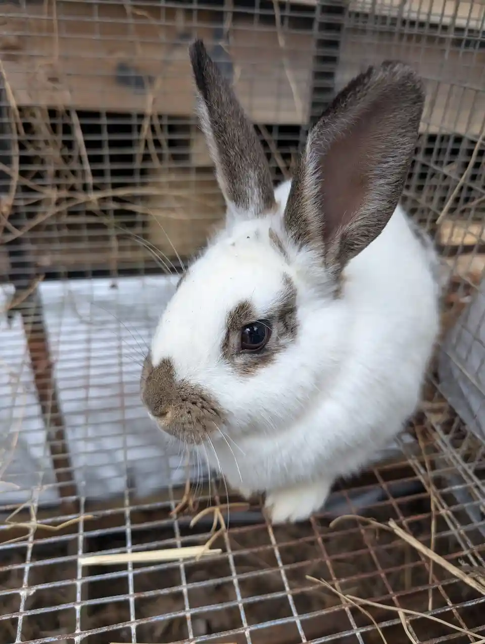 A close-up photo of a white rabbit with brown markings around its eyes and nose, sitting inside a wire cage with straw…