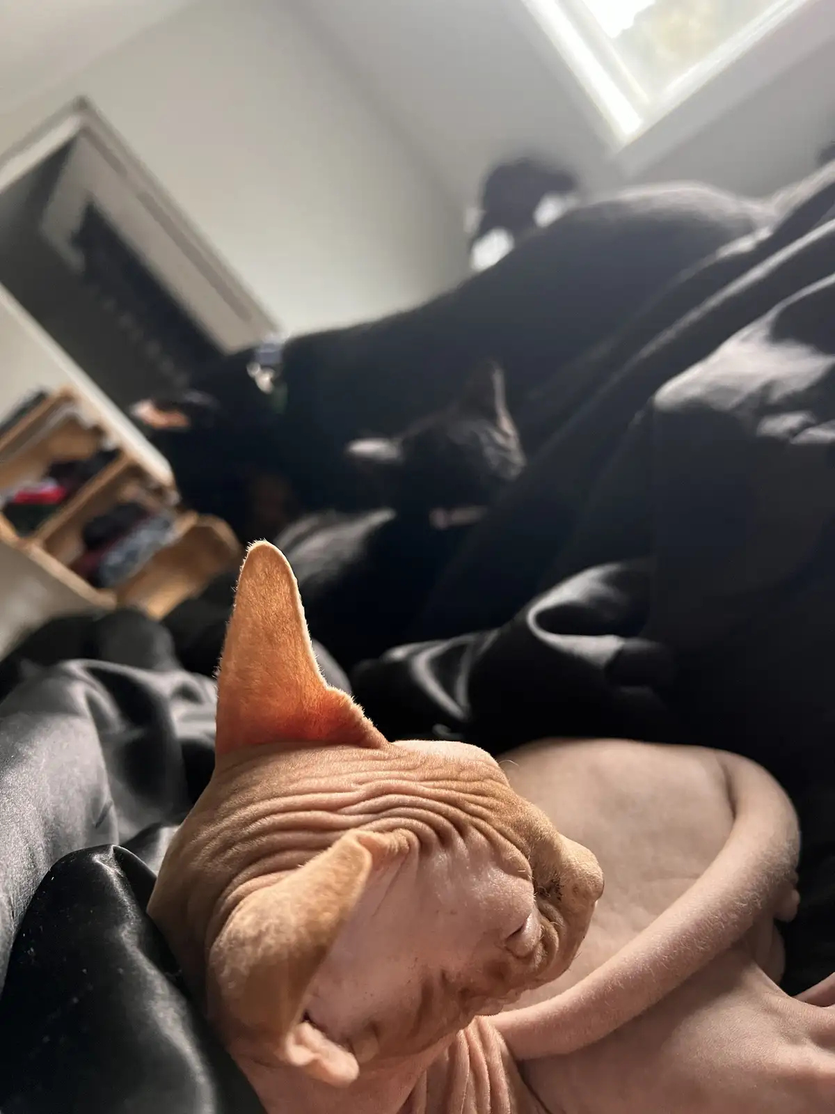 A close-up photo shows a hairless, pink-skinned sphynx cat sleeping peacefully with its eyes closed, nestled in black…