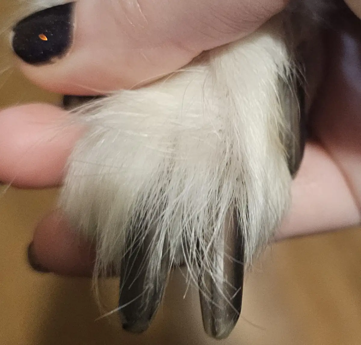 A close-up photo shows a person's hand holding a cat's paw, revealing long, dark claws partially covered by white fur. The…