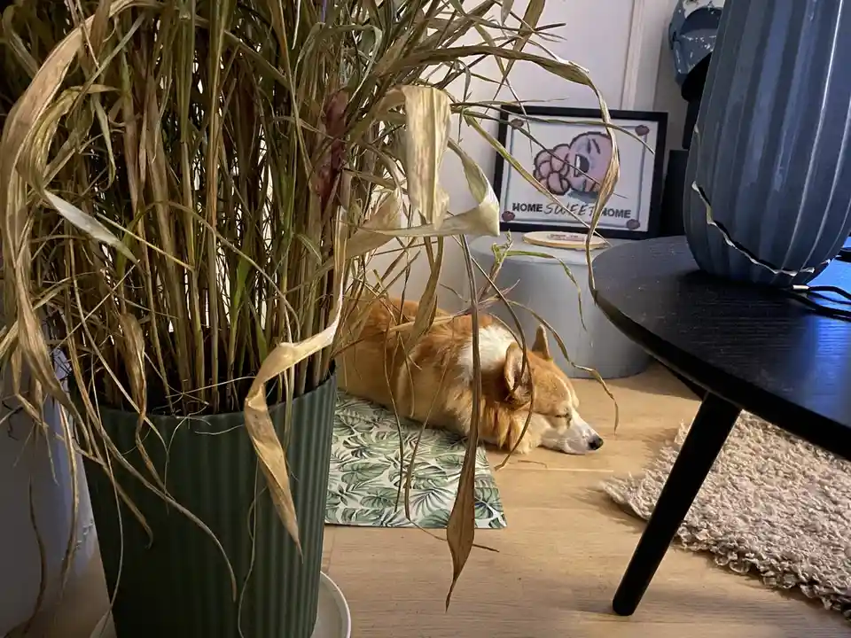 Caught in a Snooze: The Ultimate Nap Time!