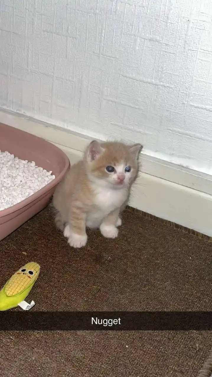 A small, fluffy orange and white kitten with striking blue eyes sits on a brown carpet next to a pink litter box and a…