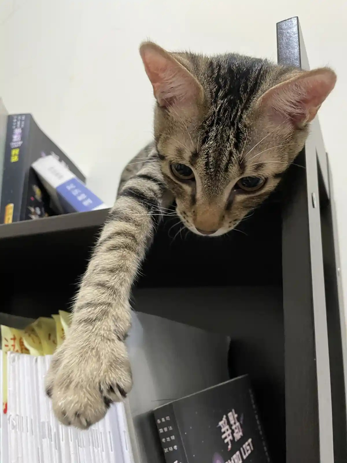 Adorable Cat Cuteness Overload