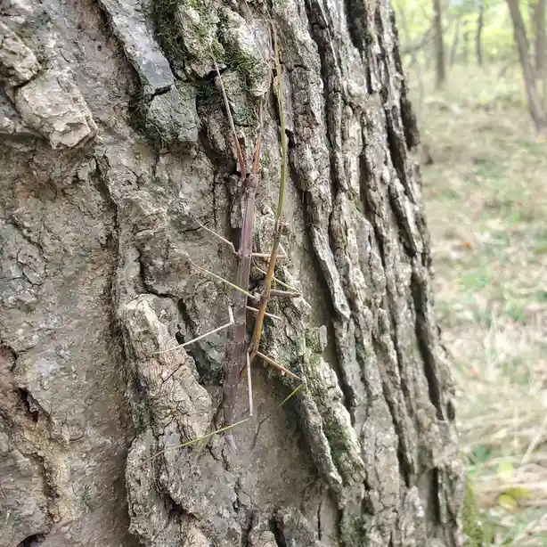 Caught in a Sticky Situation: What Happens Next?