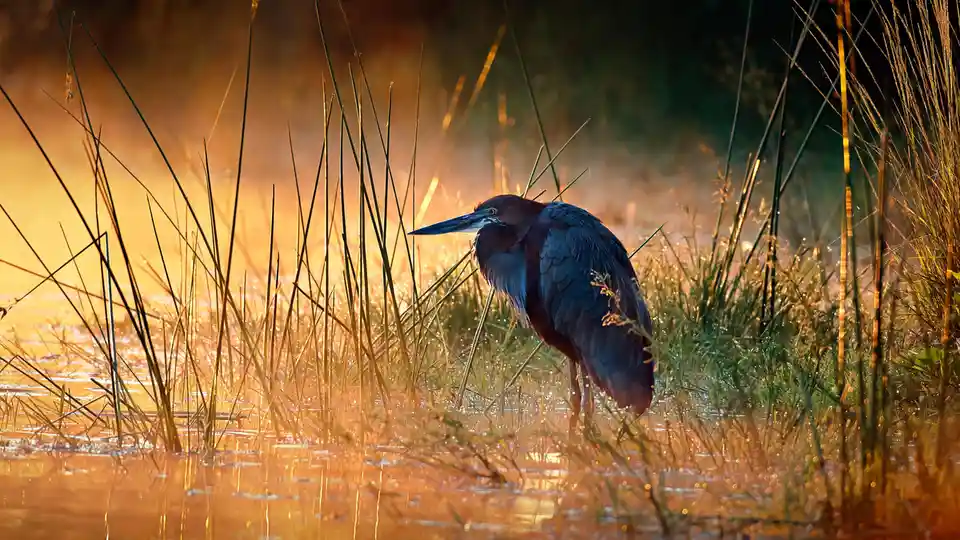 Goliath herons, the world's largest wading birds, stand tall, stretching their necks up to 5 feet high with a wingspan…