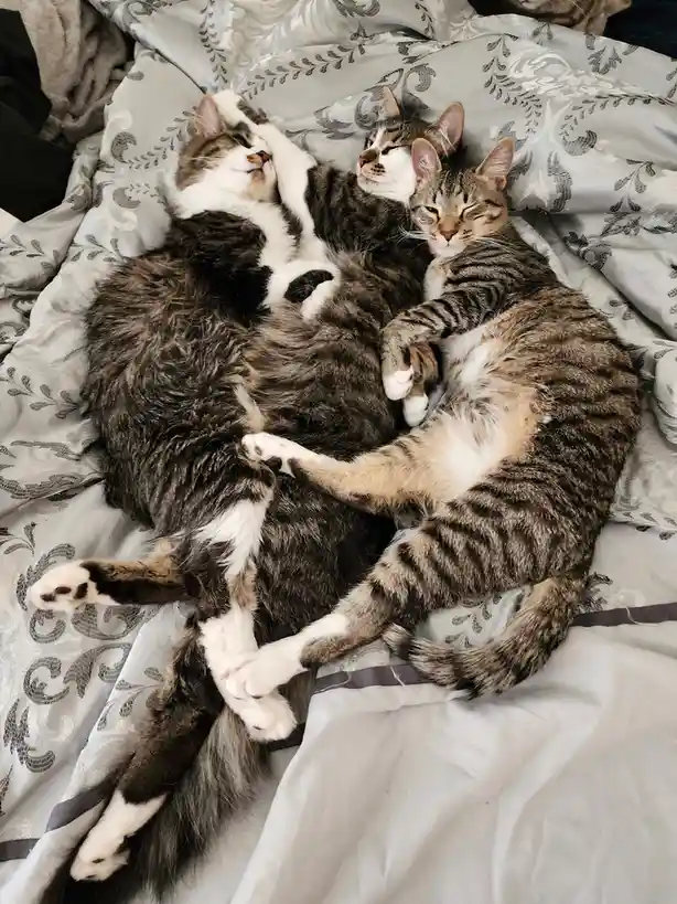 Three tabby cats are curled up together on a patterned bedspread, appearing to be sleeping peacefully with their paws…