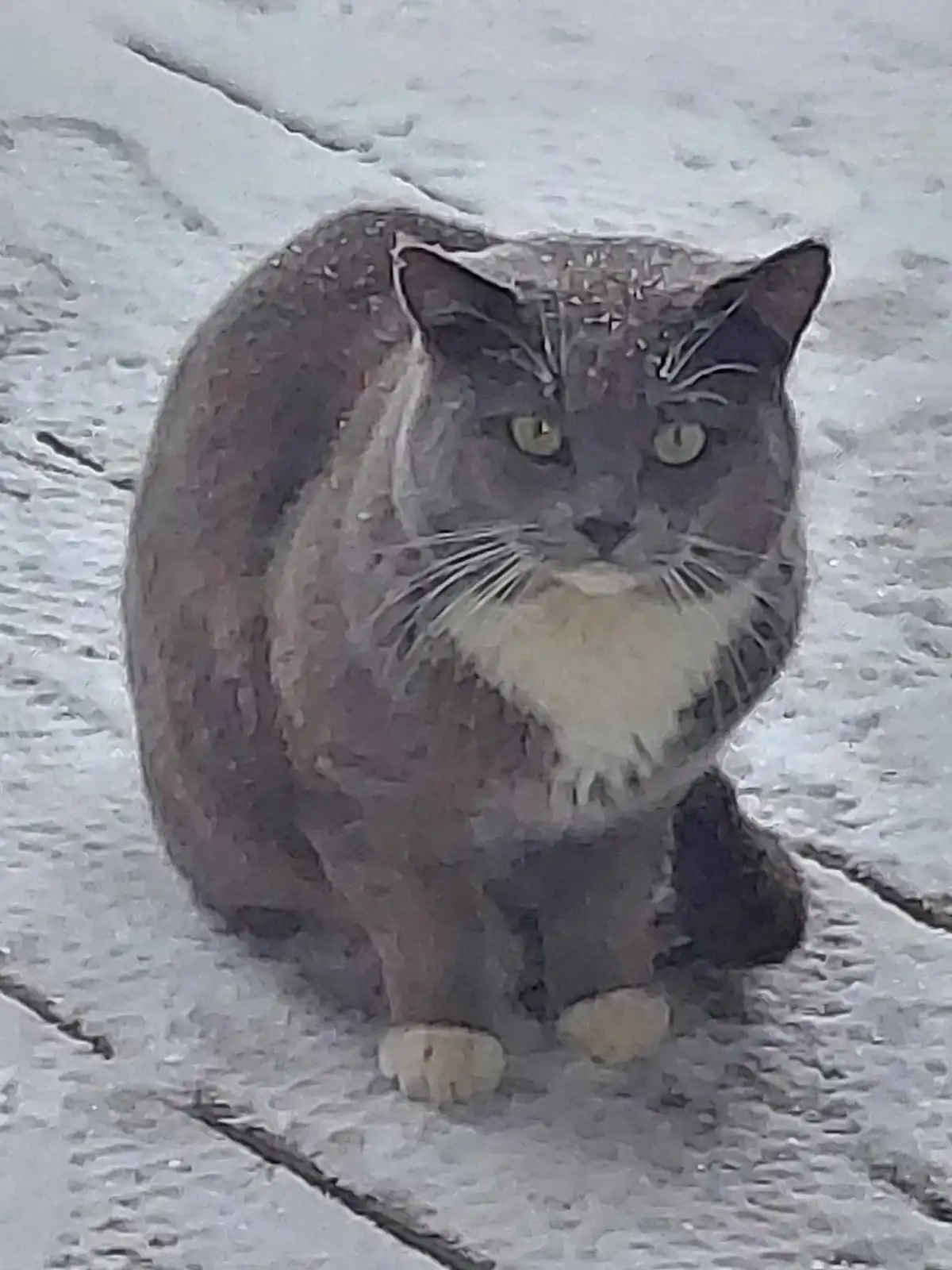 Introducing SnowBaby: The cutest winter companion