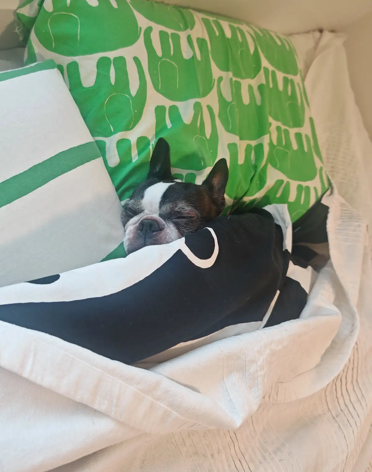 A black and white French bulldog is sleeping peacefully with its eyes closed, nestled in a bed surrounded by pillows. One…