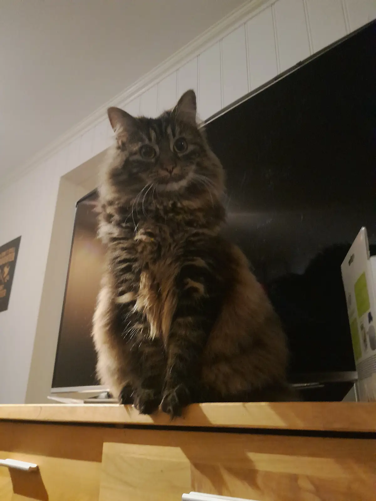 A fluffy, long-haired tabby cat with wide, unimpressed eyes sits upright on a wooden surface, looking down at the camera…