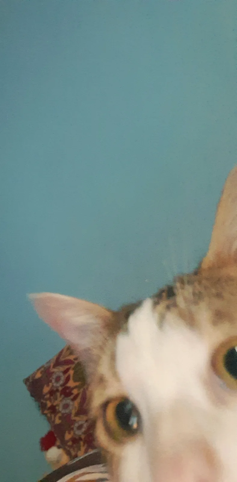 Bonnie Takes Charge: A Hilarious Account Hijacking